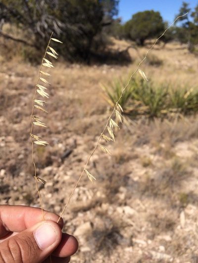 Bouteloua warnockii, photographed by Cecelia Alexander