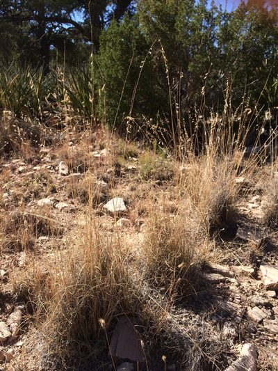 Bouteloua warnockii, photographed by Cecelia Alexander