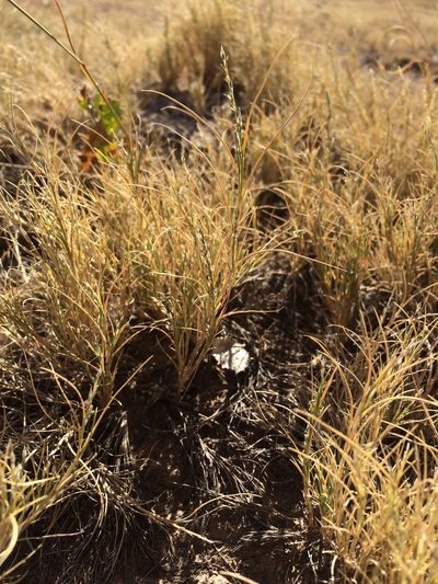 Muhlenbergia repens, photographed by Cecelia Alexander