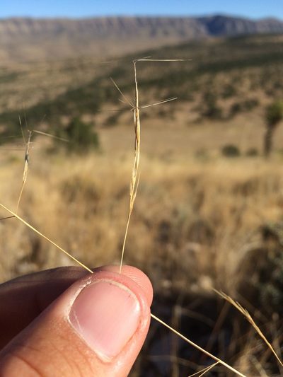 Aristida divaricata, photographed by Cecelia Alexander