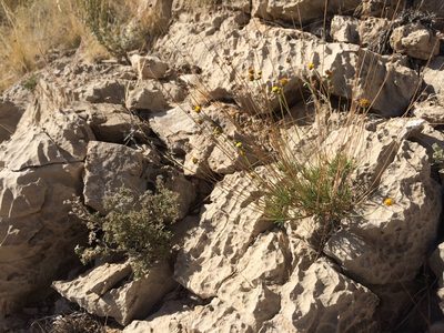 Thelesperma longipes, photographed by Cecelia Alexander