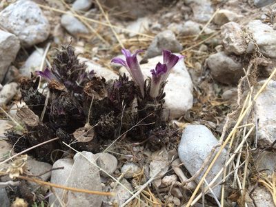 Orobanche cooperi, photographed by Cecelia Alexander