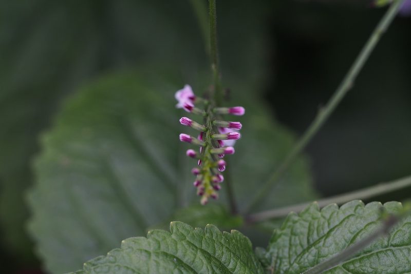 Phryma nana, photographed by harum.koh