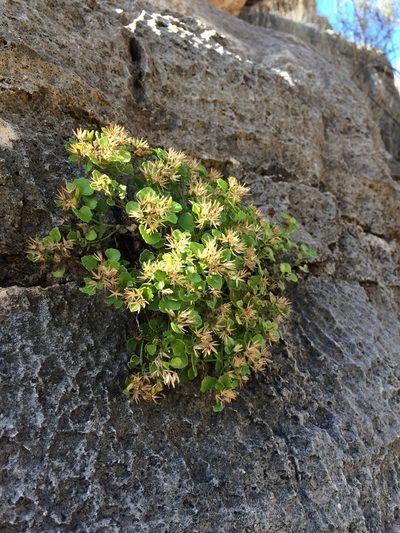 Perityle quinqueflora, photographed by Cecelia Alexander
