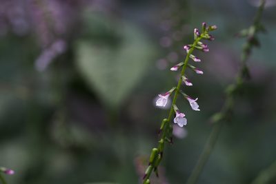 Phryma nana, photographed by harum.koh