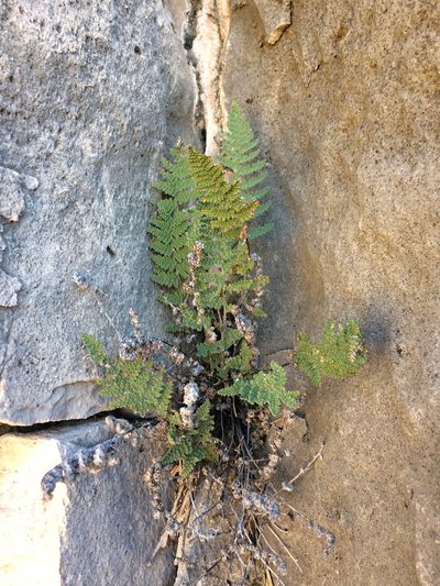 Myriopteris windhamii, photographed by Cecelia Alexander