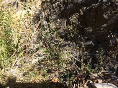 Galium proliferum, photographed by Cecelia Alexander