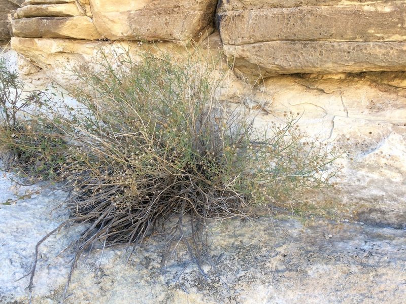 Baccharis sulcata, photographed by Cecelia Alexander
