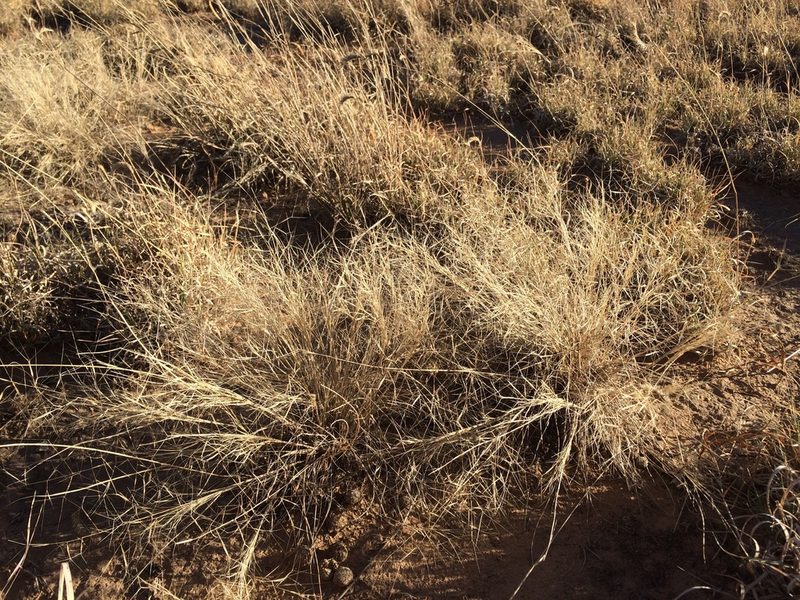 Aristida havardii, photographed by Cecelia Alexander