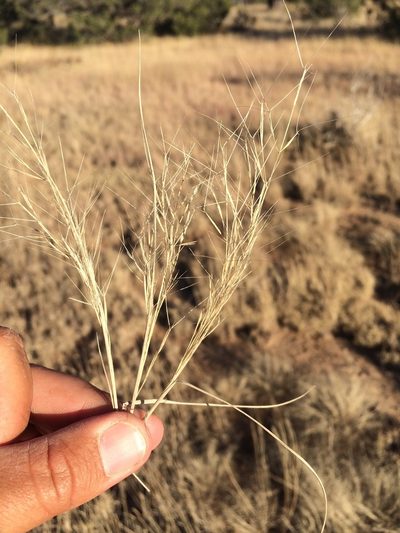 Aristida havardii, photographed by Cecelia Alexander