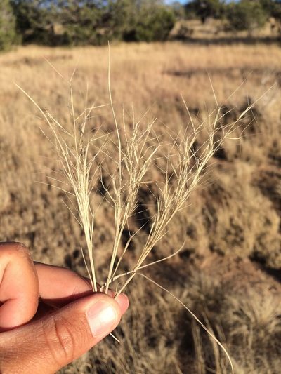 Aristida havardii, photographed by Cecelia Alexander