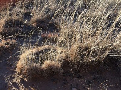 Muhlenbergia torreyi, photographed by Cecelia Alexander
