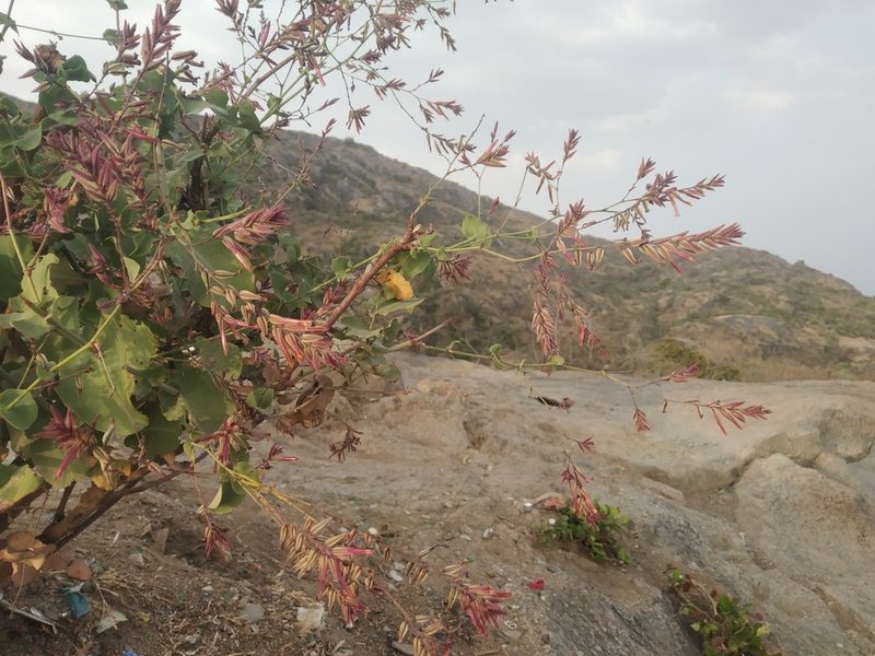 Dyerophytum indicum, photographed by S.MORE