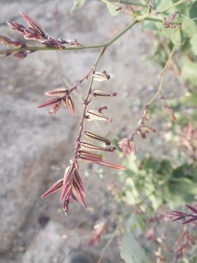 Dyerophytum indicum, photographed by S.MORE