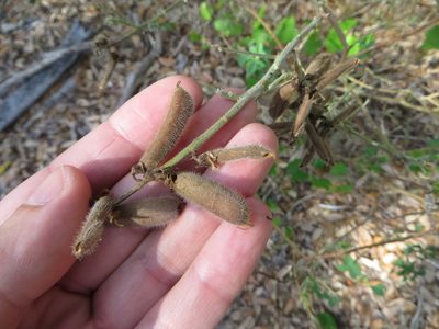 Crotalaria incana, photographed by Ben Machado