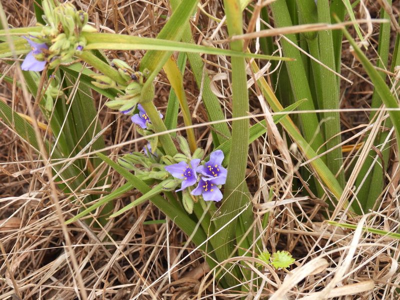 Tradescantia roseolens, photographed by novvictan