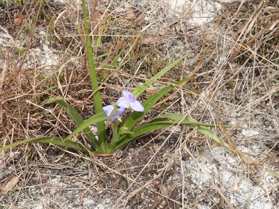 Tradescantia roseolens, photographed by novvictan