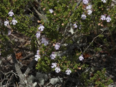 Clinopodium ashei, photographed by novvictan