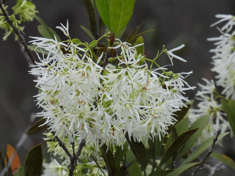 Chionanthus pygmaeus, photographed by novvictan