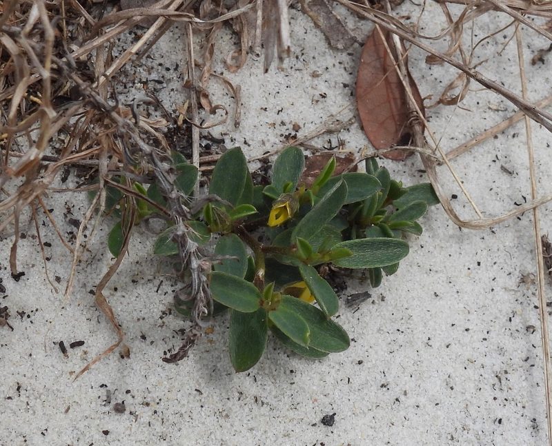 Crotalaria avonensis, photographed by novvictan