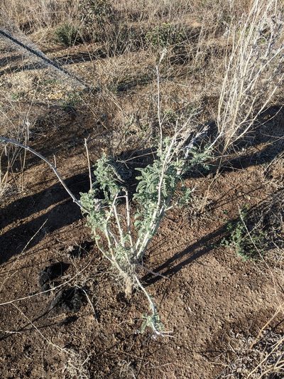 Astragalus brauntonii, photographed by Zack Abbey