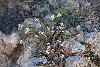 Sedum jurgensenii, photographed by José Belem Hernández Díaz