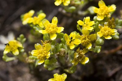 Eriophyllum multicaule, photographed by Ken-ichi Ueda