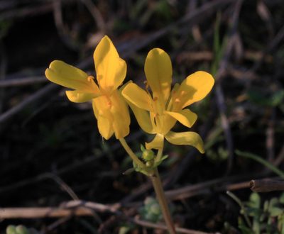 Selenia aurea, photographed by Kelly Bostian