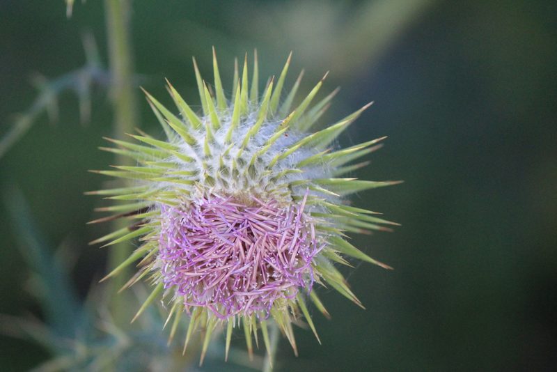 Cirsium pinetorum, photographed by José Belem Hernández Díaz