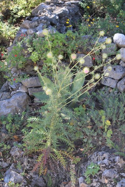 Cirsium pinetorum, photographed by José Belem Hernández Díaz