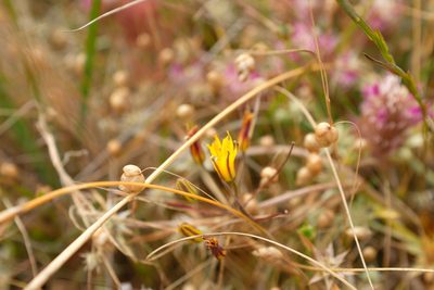 Bloomeria humilis, photographed by paulexcoff
