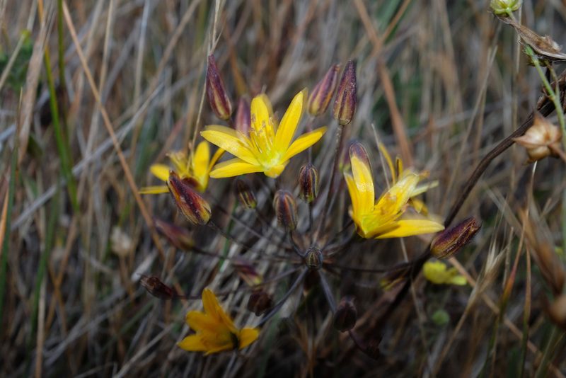 Bloomeria humilis, photographed by paulexcoff