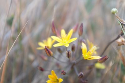 Bloomeria humilis, photographed by paulexcoff