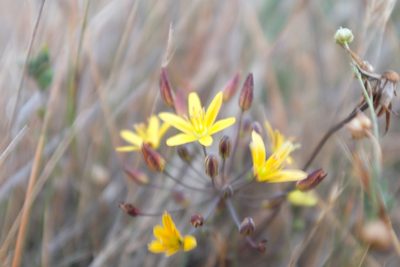 Bloomeria humilis, photographed by paulexcoff
