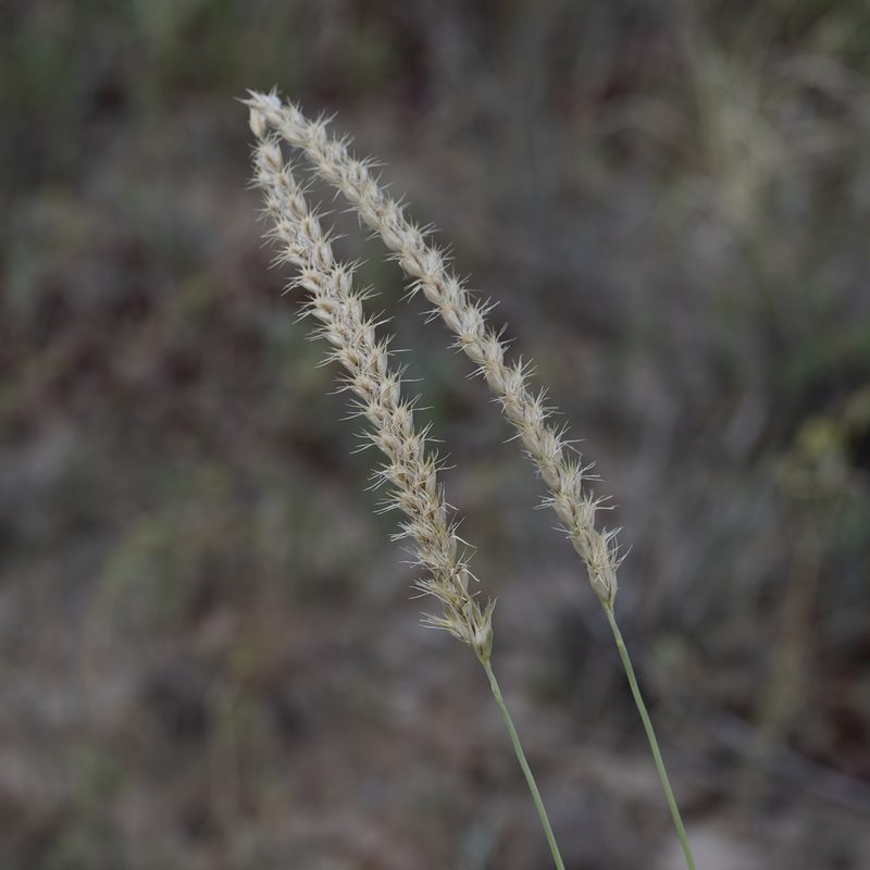 Astrebla squarrosa, photographed by Kym Nicolson