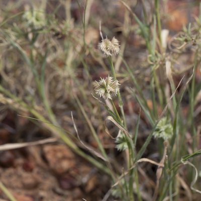 Dactyloctenium radulans, photographed by Kym Nicolson