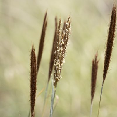 Eulalia aurea, photographed by Kym Nicolson