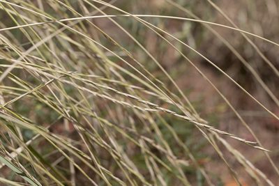 Astrebla elymoides, photographed by Kym Nicolson