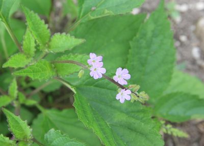 Priva lappulacea, photographed by Brian Oakes Haiti Hunter