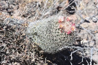 Coryphantha potosiana, photographed by P Gonzalez Zamora