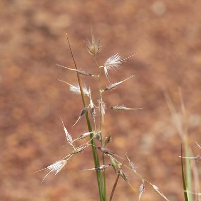 Eriachne aristidea, photographed by Kym Nicolson