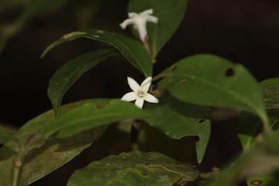 Psychotria suterella, photographed by Carlos Henrique Russi