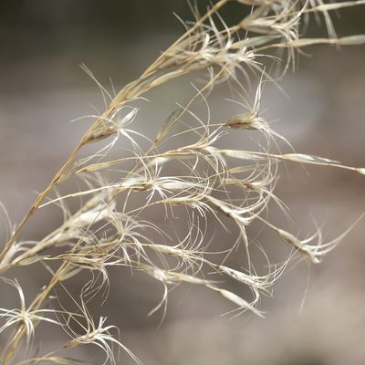 Triodia bitextura, photographed by Kym Nicolson