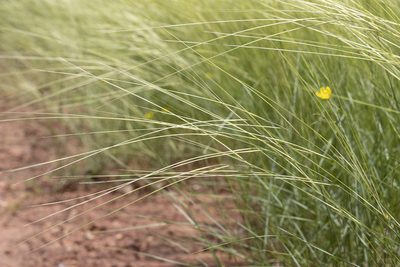 Aristida hygrometrica, photographed by Kym Nicolson
