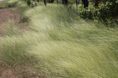 Aristida hygrometrica, photographed by Kym Nicolson