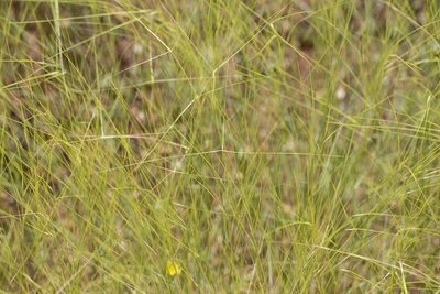 Aristida hygrometrica, photographed by Kym Nicolson