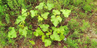 Xanthium cavanillesii, photographed by Martin