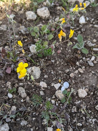 Physaria recurvata, photographed by Alison Northup