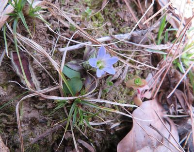 Gentiana zollingeri, photographed by Marco Mussita