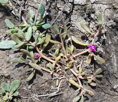 Sesuvium verrucosum, photographed by Tom and T Herman